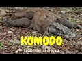 PULAU KOMODO HABITAT KADAL RAKSASA TERBESAR DI DUNIA