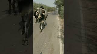 इतनी जल्दी में क्यों है नंदी #cow #ytshorts #gaumata #youtubeshorts #trendingshorts #nandi #shorts