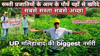 UP मलिहाबाद की सबसे बड़ी नर्सरी | malihabad nursery | mango nursery | malihabad mango nursery plants