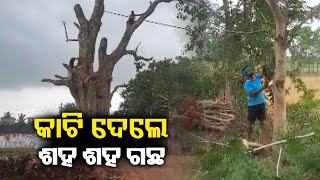 Hundreds of trees removed to widen roads in Khordha to Bhogada || Kalinga TV