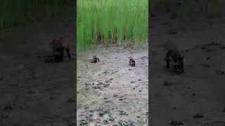 កូនខ្លាឃ្មុំ Baby Bear #short