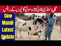 Taza sue cows ki mamdi || Cows price update |July 11, 2024