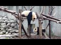 encouraged by yuanrun hehua finally climbed up and touched her 🌸和花鼓舞 ❤️ cute panda