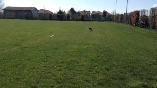 Training coursing Lissone Pasquetta 06.04.2015 @alice - primo giro intero