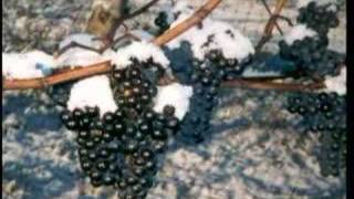 Winery Nova Scotia Fine Canadian Ice Wines and Vintages