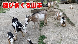 とにかく動きが激しい子ヤギたち 2022年4月23日 Goat Farm