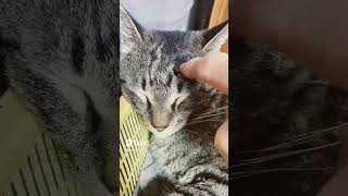 猫2289🐱鼻がスイッチ😆