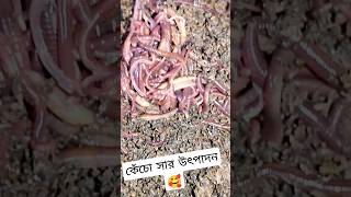 কেঁচো সার উৎপাদন শুরু করলাম (Vermicompost by KYK Agro) #KYKagro