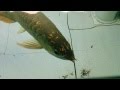 My Asia Arowana update 2015 . July 24th