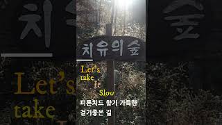 피톤치드 가득! 완주상관편백숲