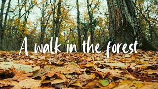 A walk in the autumn forest with relaxing music