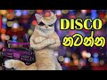 Disco Natanna | ඩිස්කෝ නටන්න | Cat Music Video