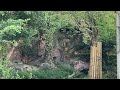 東山動植物園 吠えるライオンのルナ