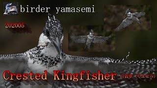 ヤマセミ　202005　Crested Kingfisher　ホバリング～魚を捕る