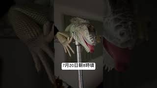 良く寝るイグアナ　#イグアナ #爬虫類 #グリーンイグアナ #animals #lizard #pets #kawaii #睡眠 #sleep