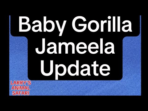 Baby Gorilla Jameela Update #6-1/2 #gorillas - YouTube