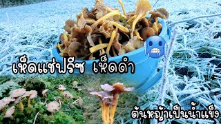 เก็บเห็ดแช่แข็ง ขาแข็งๆก็ได้ฟิวส์อีกแบบนะ รอบนี้มีเห็ดแตรดำแถมมาด้วย#mushroom#เก็บเห็ด #เห็ดดำ#แตรดำ