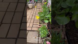 【HD動画】2025年1月18日  冬の花が咲いています。 #flowers #garden #癒し#自然 #naturelovers #薔薇は美しく散る #ばらの花 #rosegarden