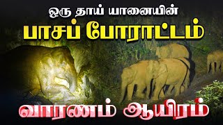 Elephant vs Human Conflict | குட்டிக்காக தாய் யானை நடத்தும் பாசப் போர்! | Documentary #1 | Vikatan