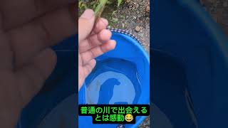 ガサガサしてたらレア生物が　#ガサガサ #水生昆虫 #fishcatching