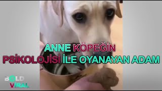 Anne Köpeğin Psikolojisi ile Oynayan Adam