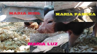 EMPIEZA UN NEGOCIO CON SOLO 3 CERDAS MADRES -  PROYECTO LAS 3 MARIAS