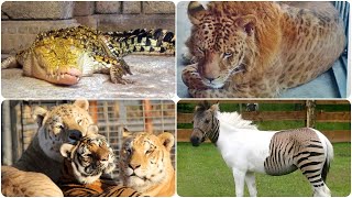 37 Amazing Genetic Hybrids (Animals)
