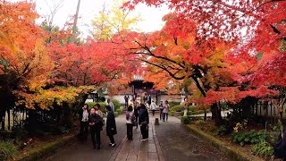 龍福寺の紅葉