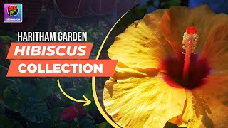 എന്‍റെ ചെമ്പരത്തി ചെടികൾ | Into My Hibiscus Collection