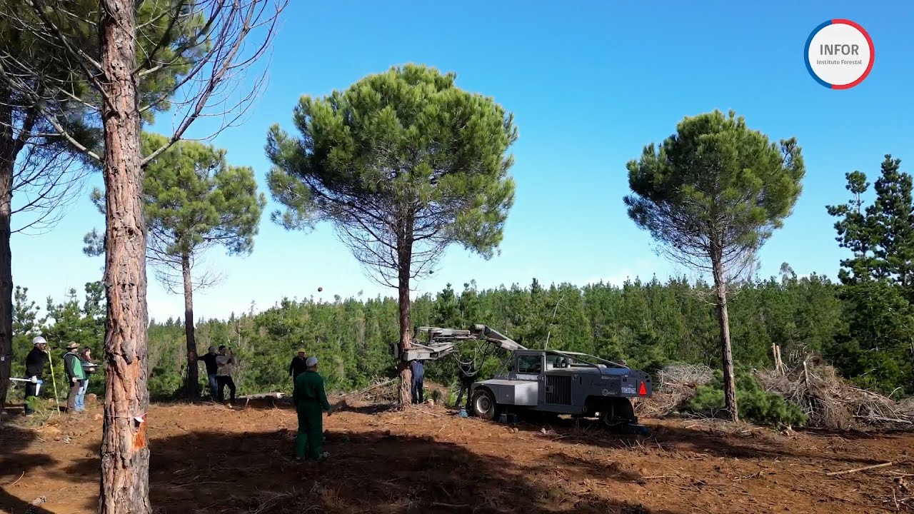 Cosecha Mecanizada Pino Piñonero Youtube