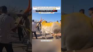 कायम आठवणीत राहशील वाघा💔💯🥺 #cow #naadekchfaktbailgadasharyat #cattle #naadbailgadasharyat