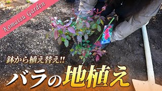 【バラの地植え】新苗から育てたバラを地植えにします