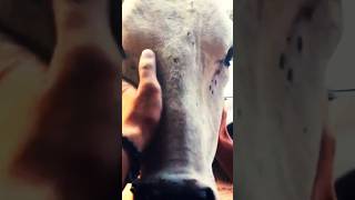 गौमाता#trending #ytindia  #shorts #youtube #gaumata #shortvideo #viralshorts #shortsfeed #viral #yt