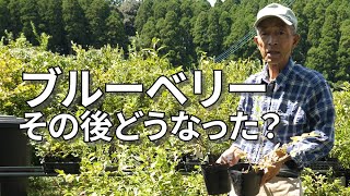 【ブルーベリー】挿し木、接ぎ木、緑枝挿し経過報告。(宮崎県)