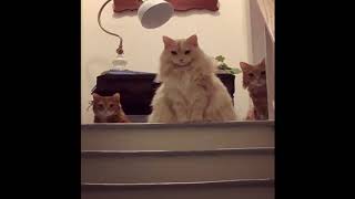 Three cats - HL SFX