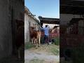 I released the Simmental bull to the cows in the barn #cow #animals #bull #barn #farm