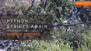 Monty the Python Strikes Again! | Ranger Insights