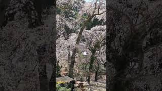 20240331山梨県身延町　身延山久遠寺　寶壽閣に咲いている桜②#山梨県身延町#身延山久遠寺#寶壽閣