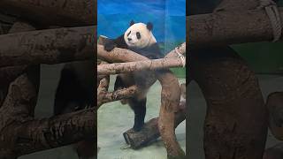 圓寶是個好奇寶寶 爬上爬下最可愛 #動物 #可愛 #panda #貓熊