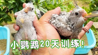 新来的小鹦鹉，开始初级训练，看看20天的变化！【天下一场梦】