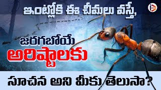 Can Ants Predits The Future, In Telugu ?  | ఇంట్లోకి ఈ చీమలు వస్తే, జరగబోయే అరిష్టాలకు సూచన అని....