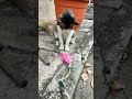 自制逗猫棒2号 ネコ 猫かわいい cute cat 猫好き 猫動画 funnycat 貓咪 猫日常 猫日記 哈基米