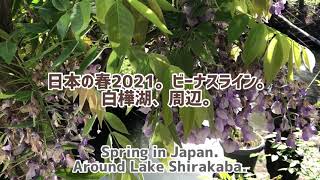 日本の春2021。ビーナスライン、白樺湖周辺。/spring in Japan 2021. Around Lake Shirakaba.