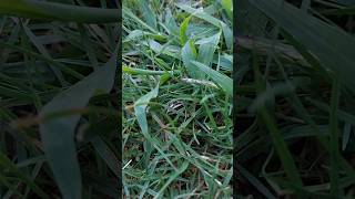 False Potato Beetle (Leptinotarsa juncta) burrowing into grass #bug #nature #beetle #leptinotarsa