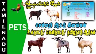 செம்மறி ஆடு வகைகள் || ஆடு வகைகள் || கொக்கரிக்கும் நேரம் || Tamilnadu Pets || Tamil