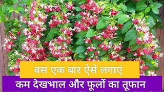 All About MadhuMalti or rangoon creeper or Jhumka bel | मधुमालती की देखभाल कैसे करें और कैसे लगाएं