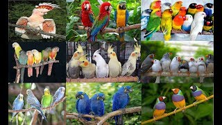 Common Birds Prices In India And their Lifespan