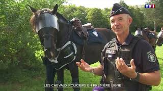 Chevaux policiers : TF1 à la rencontre de la brigade équestre de Seine-et-Marne