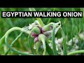 Meet the Plant that Walks Across the Garden | Egyptian Walking Onion