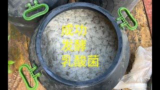 经过几次的发酵尝试，终于达到了想要的效果，发酵乳酸菌全过程